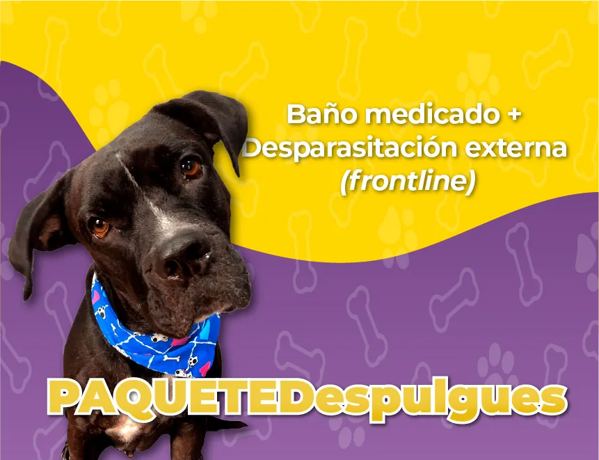 Paquetedespulgues