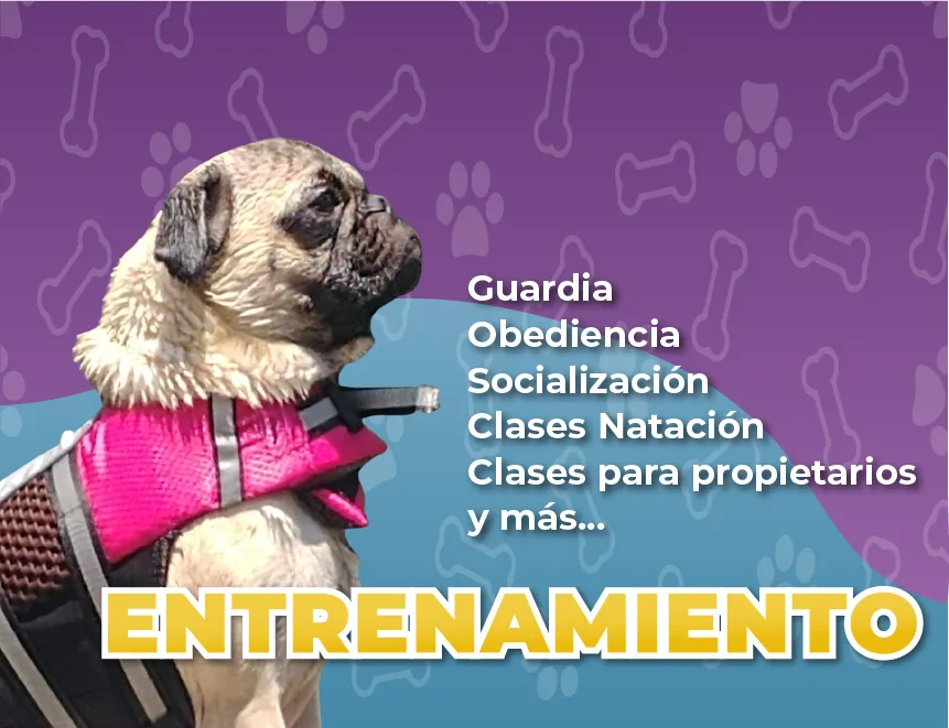 Entrenamiento