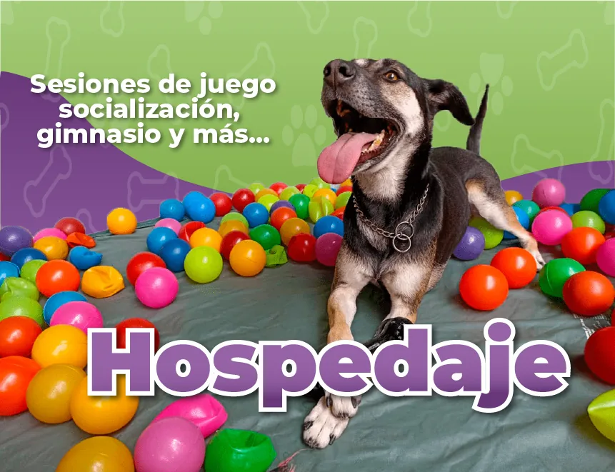 Hospedaje