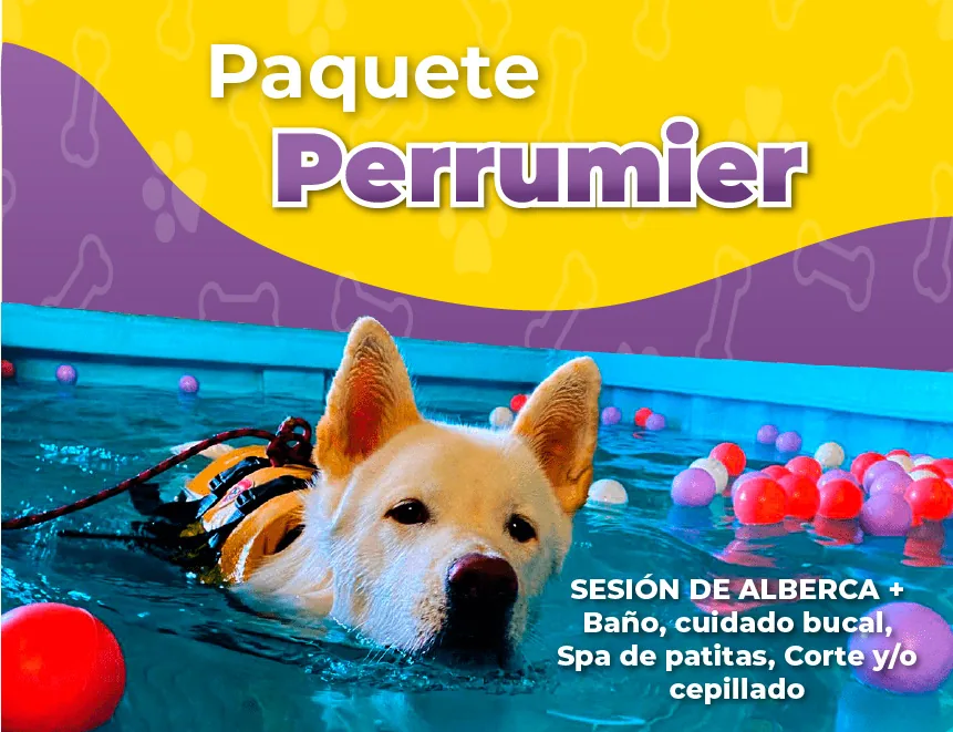 Perrumier
