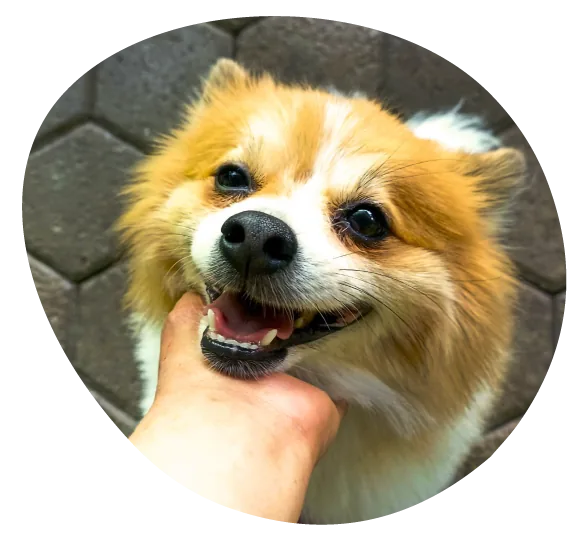 Perro feliz recibiendo cariño en Amor de mis Amores