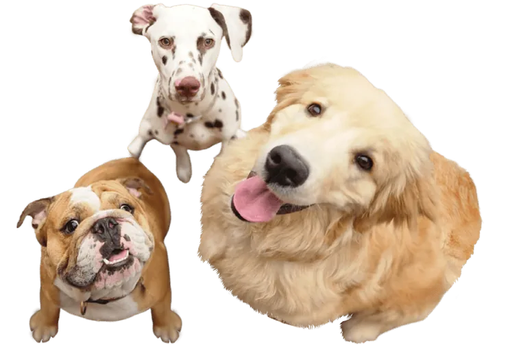 Dálmata, bulldog y golden retriever, clientes de Amor de mis Amores
