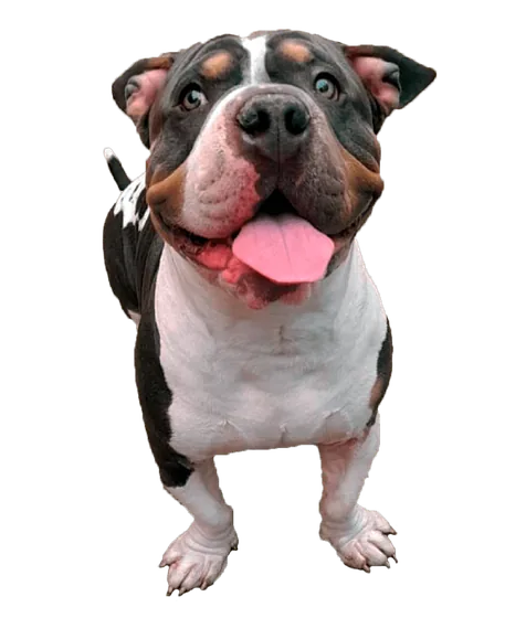 Perro sonriente después de su baño en Amor de mis Amores